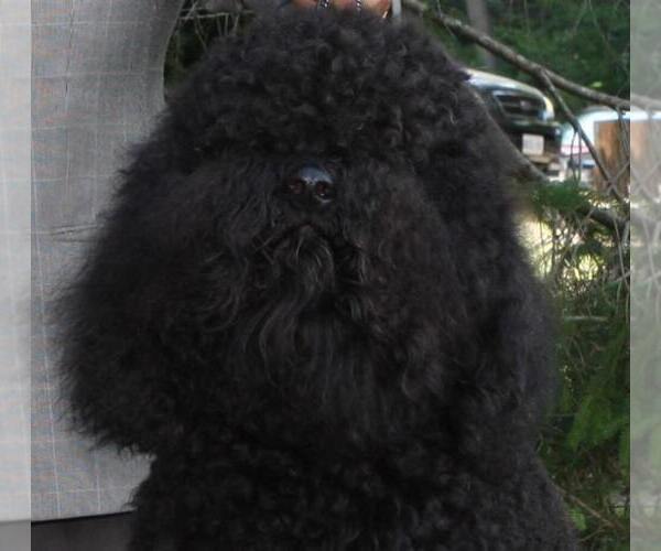 Medium Photo #6 Barbet Puppy For Sale in GREENBANK, WA, USA