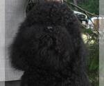 Small #5 Barbet