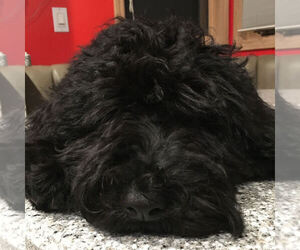 Barbet Puppy for sale in GREENBANK, WA, USA
