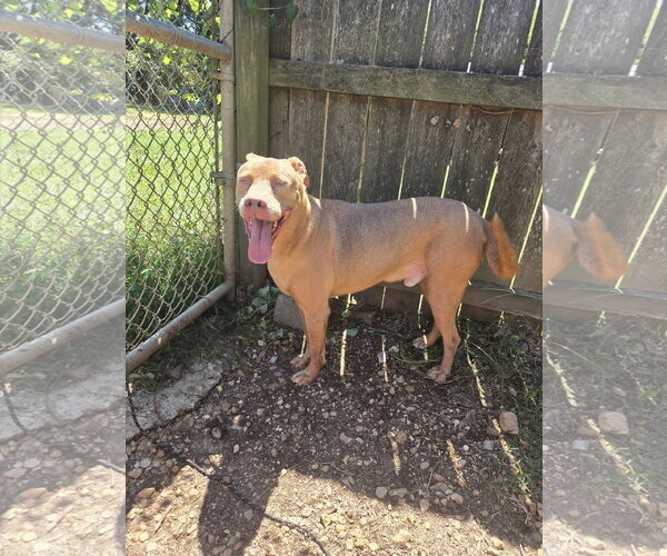 Medium Photo #6 Labrador Retriever-Unknown Mix Puppy For Sale in Jackson, MS, USA