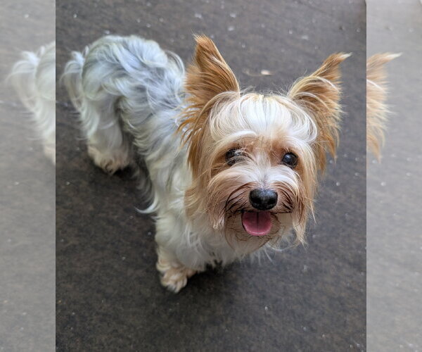 Medium Photo #7 Mutt Puppy For Sale in St. Louis Park, MN, USA