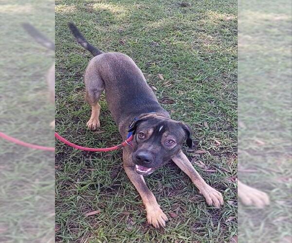 Medium Photo #1 German Shepherd Dog-Unknown Mix Puppy For Sale in Fort Lauderdale, FL, USA