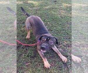 German Shepherd Dog-Unknown Mix Dogs for adoption in Fort Lauderdale, FL, USA