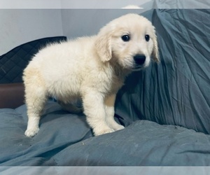 English Cream Golden Retriever Puppy for sale in RALEIGH, NC, USA