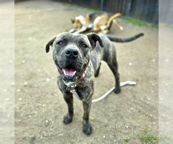 Medium Photo #2 Mutt Puppy For Sale in Long Beach, CA, USA