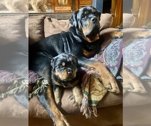 Rottweiler Puppy for sale in ACME, PA, USA