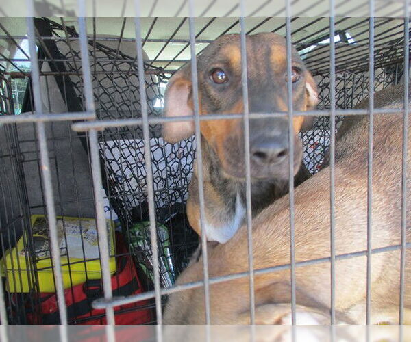 Medium Photo #1 German Shepherd Dog-Unknown Mix Puppy For Sale in Ocala, FL, USA