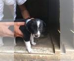 Small Photo #4 Border Collie Puppy For Sale in BROWNSVILLE, TN, USA