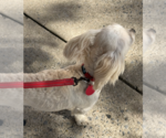 Small #2 Maltese Mix