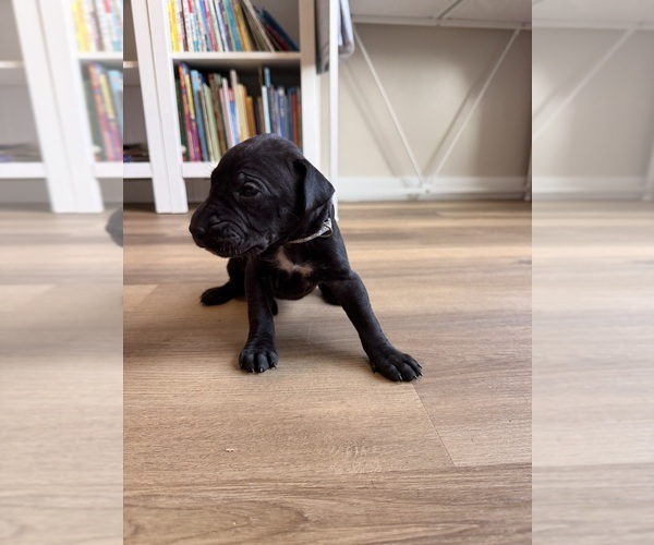 Medium Photo #1 Great Dane Puppy For Sale in BLYTHEWOOD, SC, USA