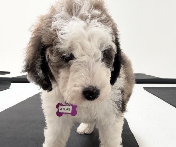 Medium Photo #13 Sheepadoodle Puppy For Sale in HUNTINGTON BEACH, CA, USA