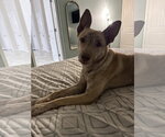 Small #1 Catahoula Leopard Dog Mix