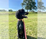Small #3 Poodle (Standard)