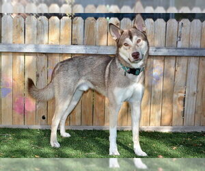 Siberian Husky Dogs for adoption in West Valley, UT, USA
