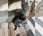 Small Labrador Retriever