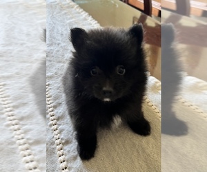 Pomeranian Puppy for Sale in LAUREL HILL, Florida USA