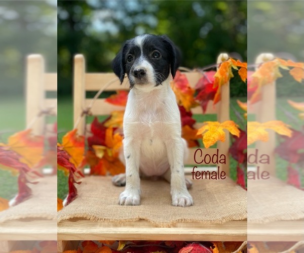 Medium Photo #5 Mutt-Poodle (Miniature) Mix Puppy For Sale in WOODBURY, TN, USA