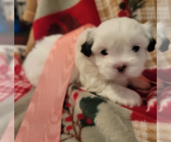 Medium Photo #11 Shih Tzu Puppy For Sale in STAR, NC, USA
