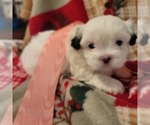 Puppy Puppy 4 Shih Tzu