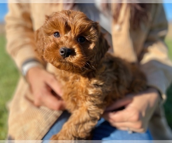 Medium Photo #1 Cavapoo Puppy For Sale in COLORADO SPRINGS, CO, USA