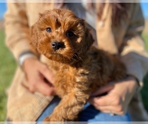 Cavapoo Puppy for sale in COLORADO SPRINGS, CO, USA