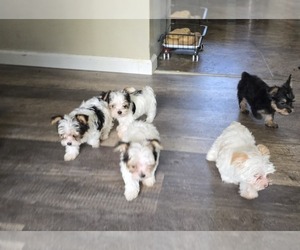 Yorkshire Terrier Puppy for sale in CO SPGS, CO, USA