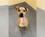 Small #1 Mutt