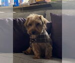 Small #1 Mutt