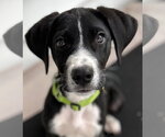 Small #12 Great Dane Mix