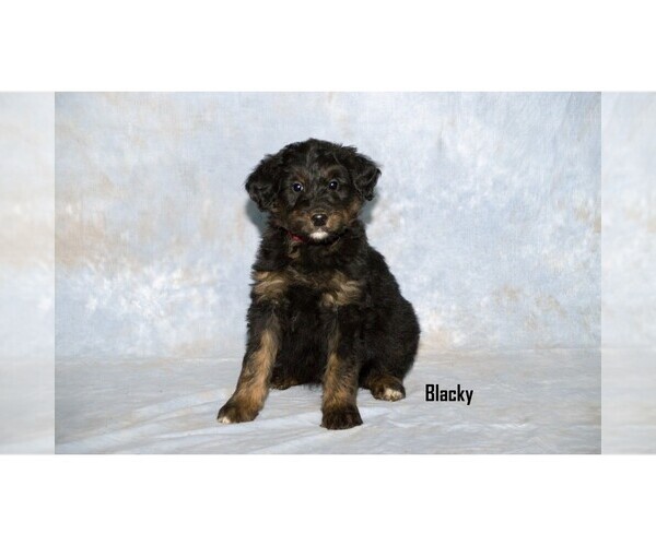 Medium Photo #5 Aussiedoodle Puppy For Sale in CLARE, MI, USA