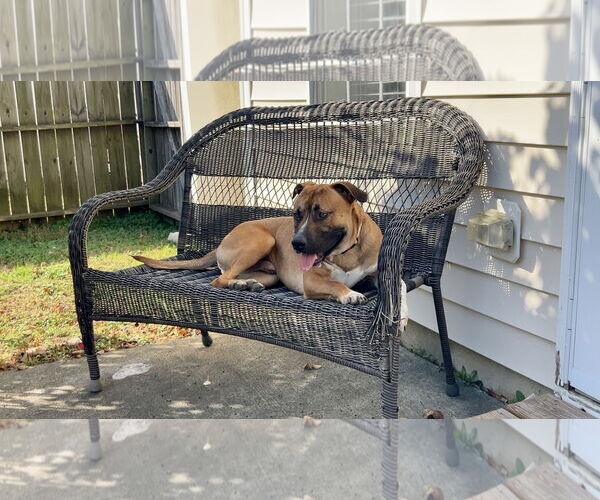 Medium Photo #5 Boxer-Unknown Mix Puppy For Sale in Holly Springs, NC, USA