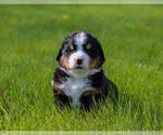 Small #5 Bernese Mountain Dog