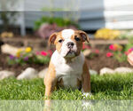Small Photo #5 English Bulldog Puppy For Sale in WARSAW, IN, USA