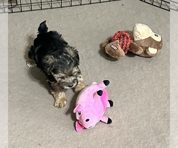 Medium Photo #6 YorkiePoo Puppy For Sale in GLOUCESTER, VA, USA