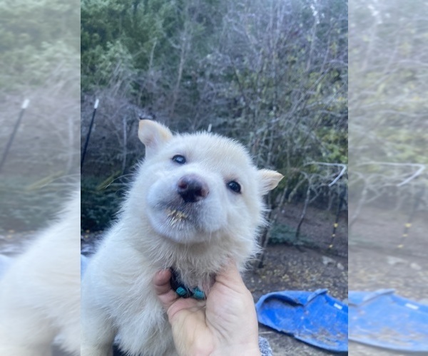 Medium Photo #2 Gerberian Shepsky Puppy For Sale in MAD RIVER, CA, USA