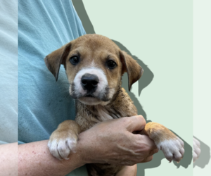 Mutt Dogs for adoption in Rockville, MD, USA
