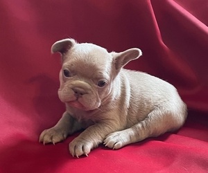 Medium French Bulldog