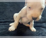 Small Photo #3 Dogo Argentino Puppy For Sale in EDMOND, OK, USA