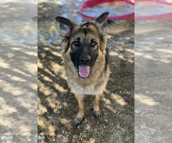 Medium Photo #1 German Shepherd Dog-Unknown Mix Puppy For Sale in Incline Village, NV, USA