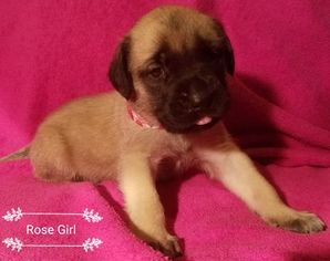 Mastiff Puppy for sale in INDIANAPOLIS, IN, USA