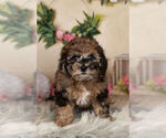 Small Photo #1 ShihPoo Puppy For Sale in WARSAW, IN, USA