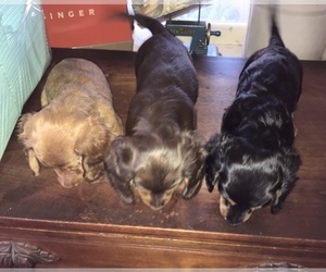 Dachshund Puppy for sale in HAGERSTOWN, MD, USA