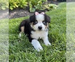 Small #2 Miniature Australian Shepherd