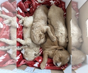 Goldendoodle Puppy for Sale in MONUMENT, Colorado USA