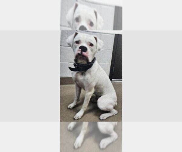 Medium Photo #3 Boxer Puppy For Sale in Austin, TX, USA