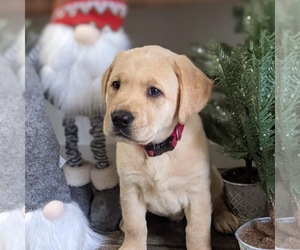 Labrador Retriever Puppy for sale in EVENSVILLE, TN, USA