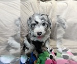 Small Photo #10 Bernedoodle-Sheepadoodle Mix Puppy For Sale in WOODSIDE, NY, USA