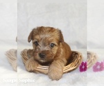 Small #6 Yorkshire Terrier