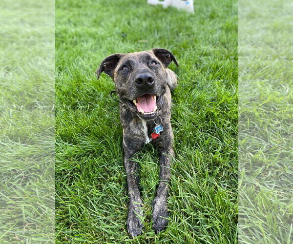 Medium Photo #2 Mutt Puppy For Sale in Denton, TX, USA