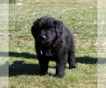 Small Photo #9 Golden Mountain Dog Puppy For Sale in CLAYTON, WA, USA